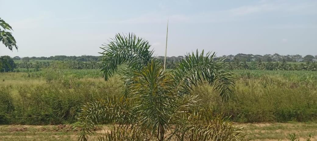 Ali Weta Safari Resort Udawalawe Buitenkant foto